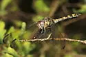 Black Setwing - photo 5
