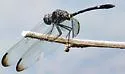 Swift Setwing - photo 4