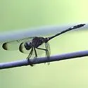 Swift Setwing - photo 5
