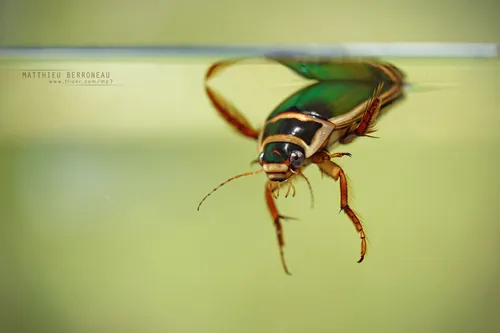 Predaceous Diving Beetles - photo 2