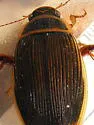 Boreal Water Beetle