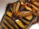 Boreal Water Beetle - photo 3