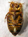 Boreal Water Beetle - photo 4