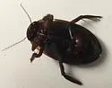 Dytiscus carolinus - photo 4
