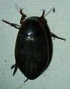 Dytiscus carolinus - photo 5