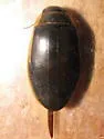 Dytiscus circumcinctus