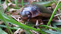 Dytiscus circumcinctus - photo 5