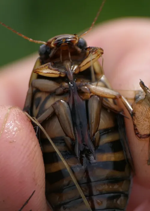 Dytiscus circumflexus - photo 2