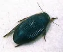 Dytiscus cordieri
