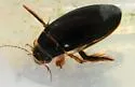 Dytiscus cordieri - photo 3