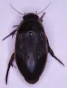 Dytiscus cordieri - photo 4