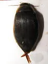 Dytiscus dauricus