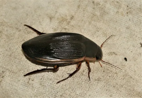 King Diving-beetle