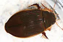Understriped Diving Beetle