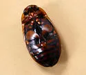 Understriped Diving Beetle - photo 2