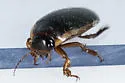 Understriped Diving Beetle - photo 3