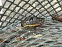 Understriped Diving Beetle - photo 4
