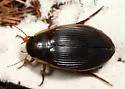 Understriped Diving Beetle - photo 5