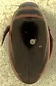 Dytiscus habilis