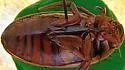 Dytiscus habilis - photo 2