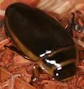 Harris's Diving Beetle - photo 2