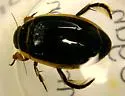 Harris's Diving Beetle - photo 3