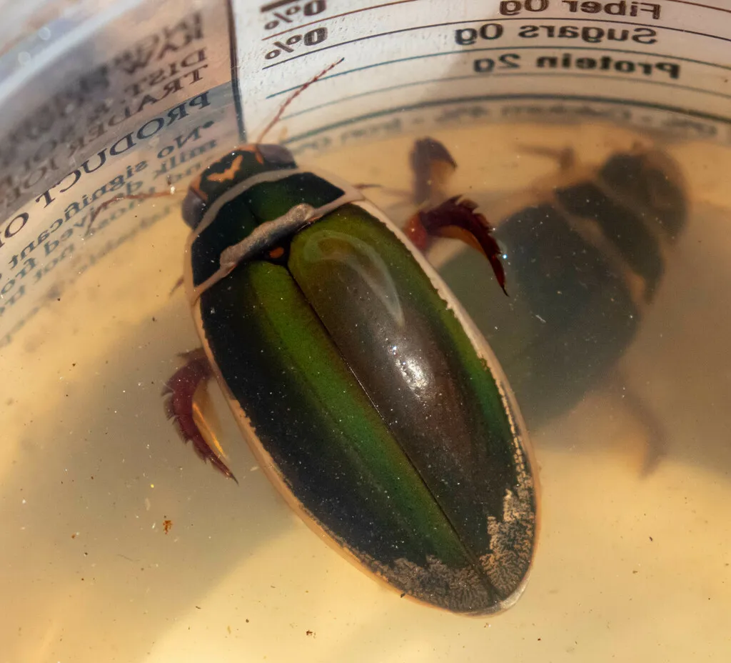 Giant Green Water Beetle - photo 2