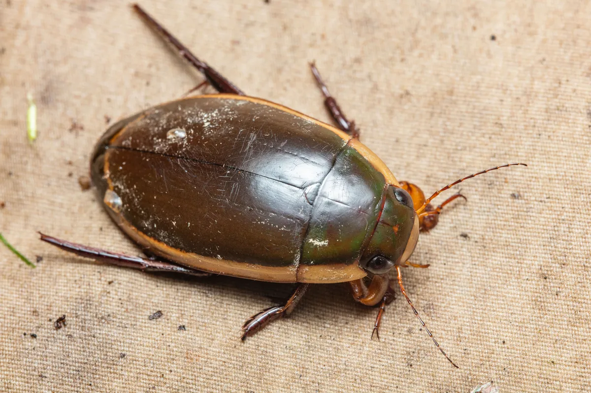 Vertical Diving Beetle - Dytiscus verticalis