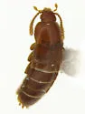 Dytoscotes pacificus - Dytoscotes pacificus