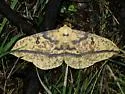 Oslar's Eacles - Hodges#7705 - photo 4