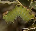Oslar's Eacles - Hodges#7705 - photo 5