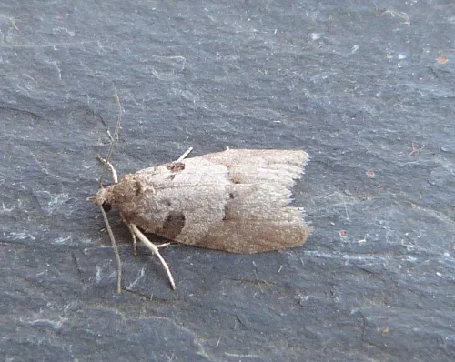Eana incanana