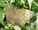 Pale Sicklewing - Hodges#3939.5