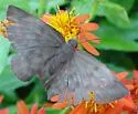 Pale Sicklewing - Hodges#3939.5 - photo 4