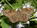 Sickle-winged Skipper - Hodges#3939 - Eantis tamenund