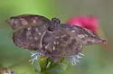 Sickle-winged Skipper - Hodges#3939 - photo 3