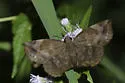 Sickle-winged Skipper - Hodges#3939 - photo 4