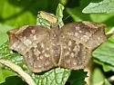 Sickle-winged Skipper - Hodges#3939 - photo 5