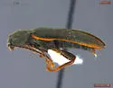 Eanus costalis - photo 2
