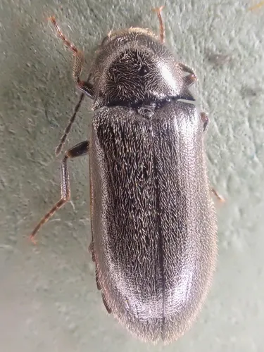 Eanus decoratus