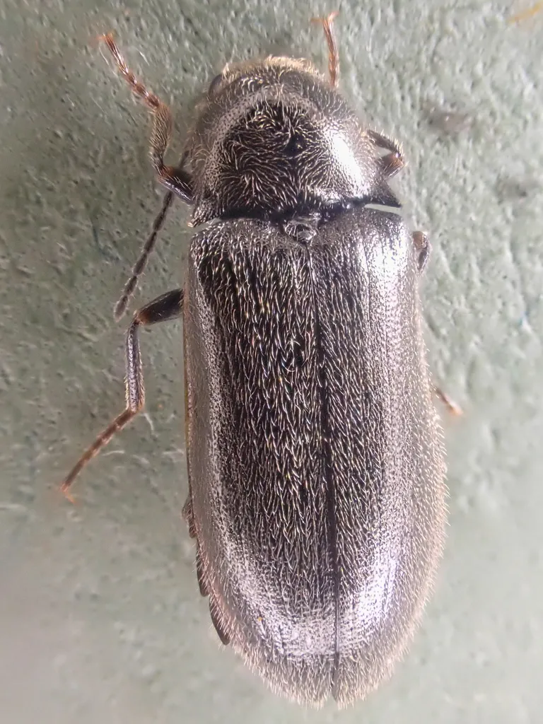 Eanus decoratus - photo 2