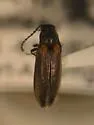 Eanus estriatus - photo 2