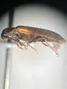 Eanus estriatus - photo 3