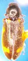 Eanus granicollis