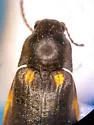 Eanus granicollis - photo 3