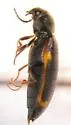Eanus granicollis - photo 4
