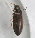 Eanus granicollis - photo 5