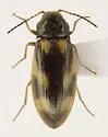 Eanus maculipennis