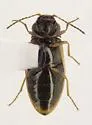 Eanus maculipennis - photo 2