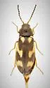 Eanus maculipennis - photo 3